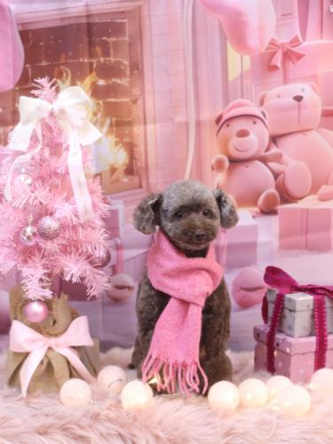 20241230モカくん